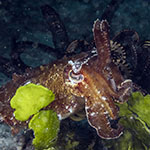 Ascarosepion latimanus